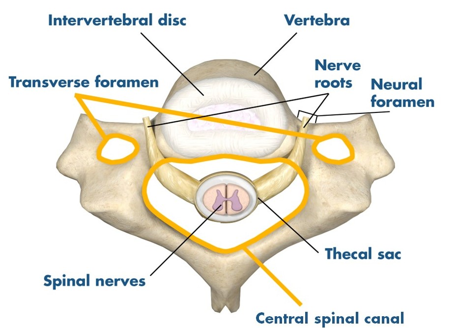 thecal sac cervical spine