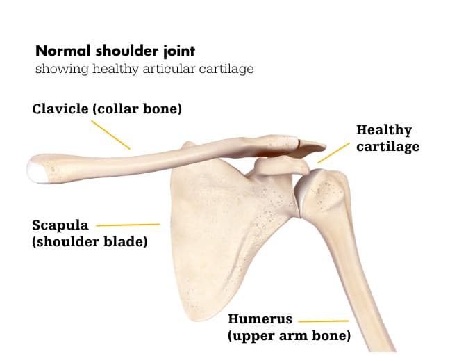 Soft Tissues of the Shoulder